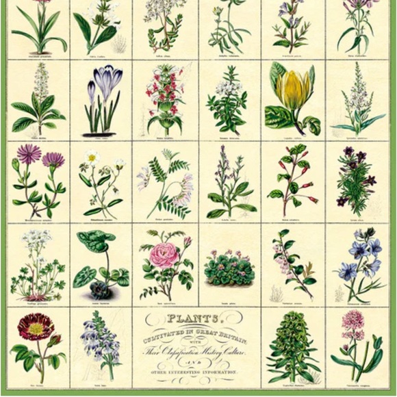 Cavallini & Co. Botanic Garden Vintage Image Chart, 20 x 28 Inch - NWT - Picture 4 of 6